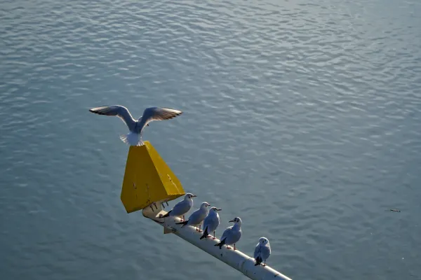 A flock of seagulls sits on the mast of the Varadin Bridge against a backdrop of calm water.