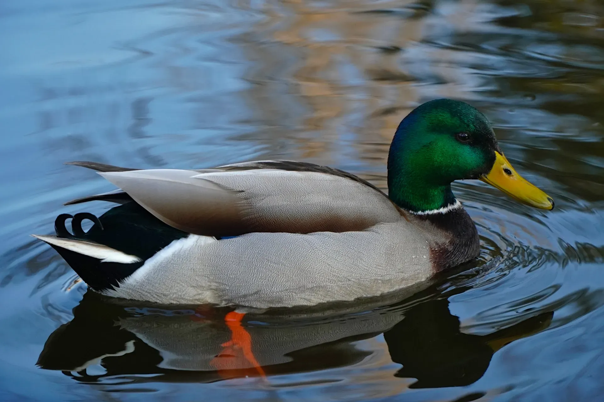 Drake on a pond in Danube Park, Novi Sad, Serbia.