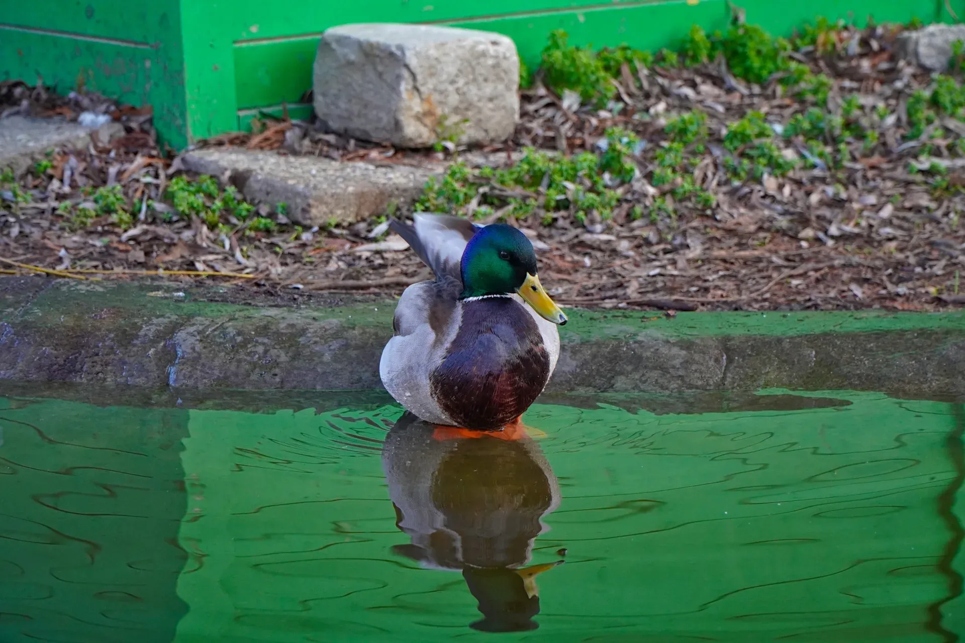Duck in the Danube Park pond, reflecting in the water, with green and brown hues.