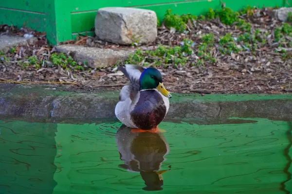 Duck in the Danube Park pond, reflecting in the water, with green and brown hues.