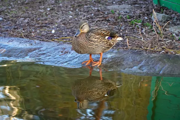 A duck in Danube Park stands at the water's edge with its reflection visible.