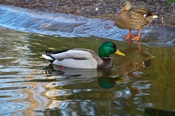 A drake with vibrant green plumage swims alongside a duck on a pond in Danube Park.