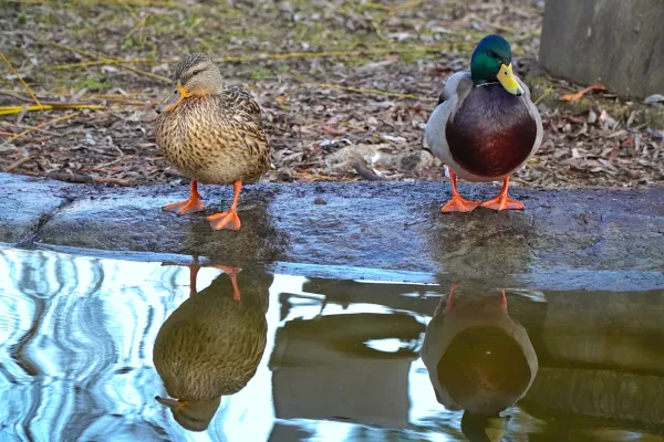 A duck and a drake look in different directions, their reflections visible in the water.