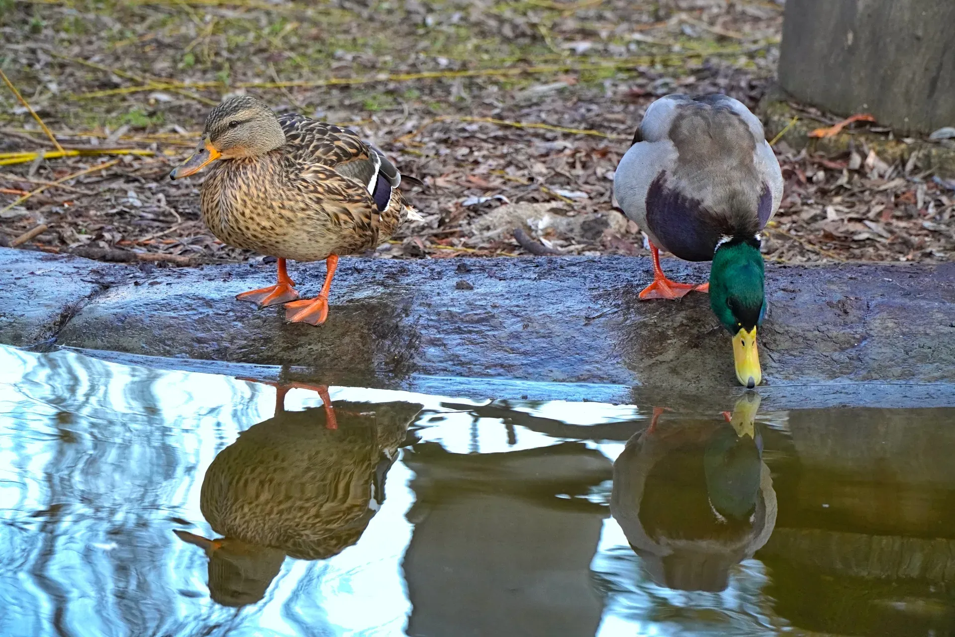A duck and a drake on a pond in Danube Park, Novi Sad, Serbia, reflecting in the water.