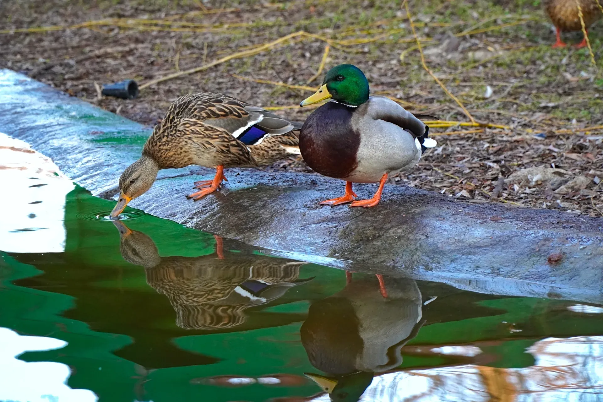 Pato y ánade en el Parque del Danubio en el estanque, escena natural animada.