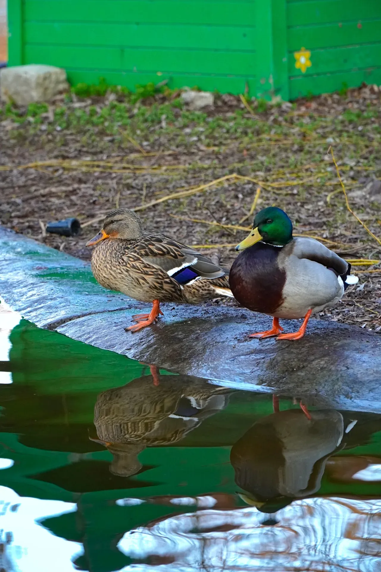 Perfect Pair: Duck and Drake by the pond in Danube Park, Novi Sad, with their reflections in the water.