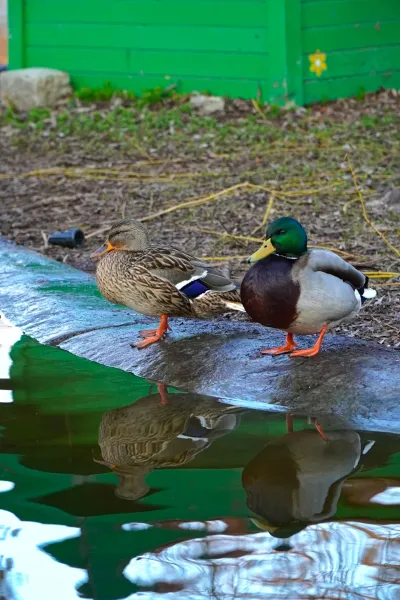 Perfect Pair: Duck and Drake by the pond in Danube Park, Novi Sad, with their reflections in the water.