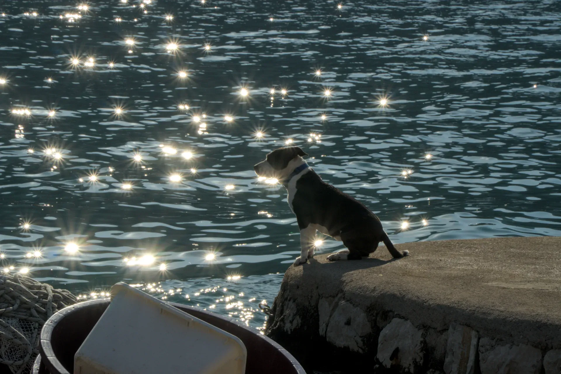 Ein schwarz-weißer Hund sitzt auf einem Betonpier und blickt auf das intensiv glitzernde blaue Wasser der Bucht von Kotor.