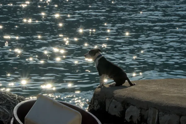 A black and white dog sits on a concrete pier, looking at the intensely sparkling blue water of the Bay of Kotor.