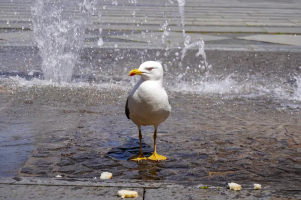 Un gabbiano bianco e grigio con becco giallo si trova su un selciato bagnato vicino a una fontana che zampilla a Genova, Italia.