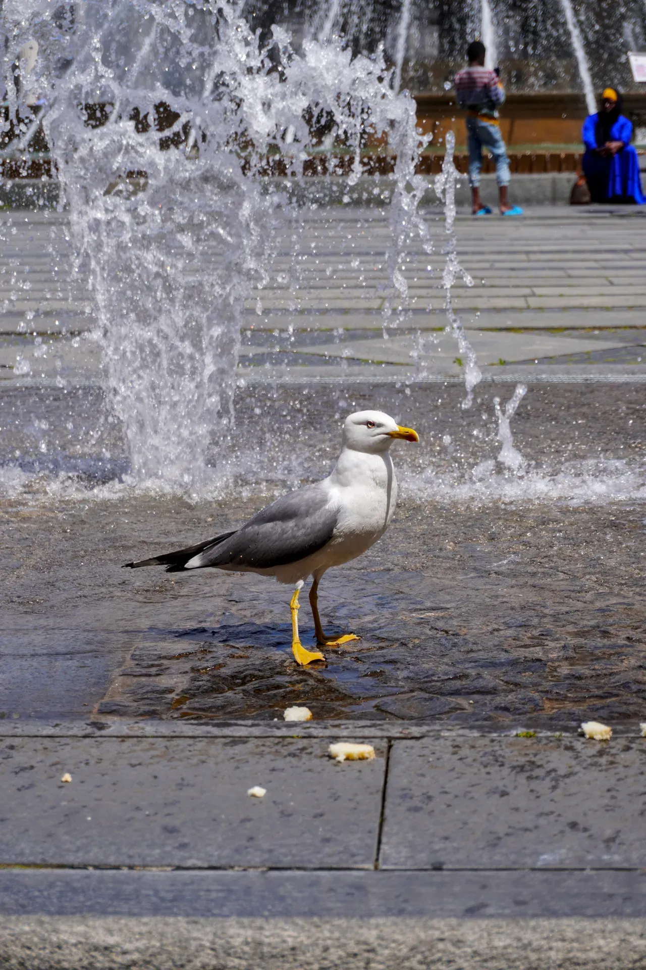 Eine Möwe mit gelbem Schnabel steht in flachem Wasser neben einem Brunnen in Genua, Italien, mit sprudelndem Wasser im Vordergrund und unscharfen Figuren im Hintergrund.