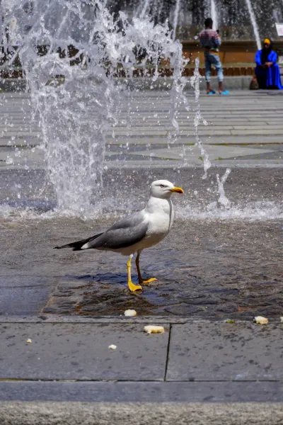 Un gabbiano con becco giallo sta in acqua bassa vicino a una fontana a Genova, Italia, con acqua che schizza in primo piano e figure sfocate sullo sfondo.