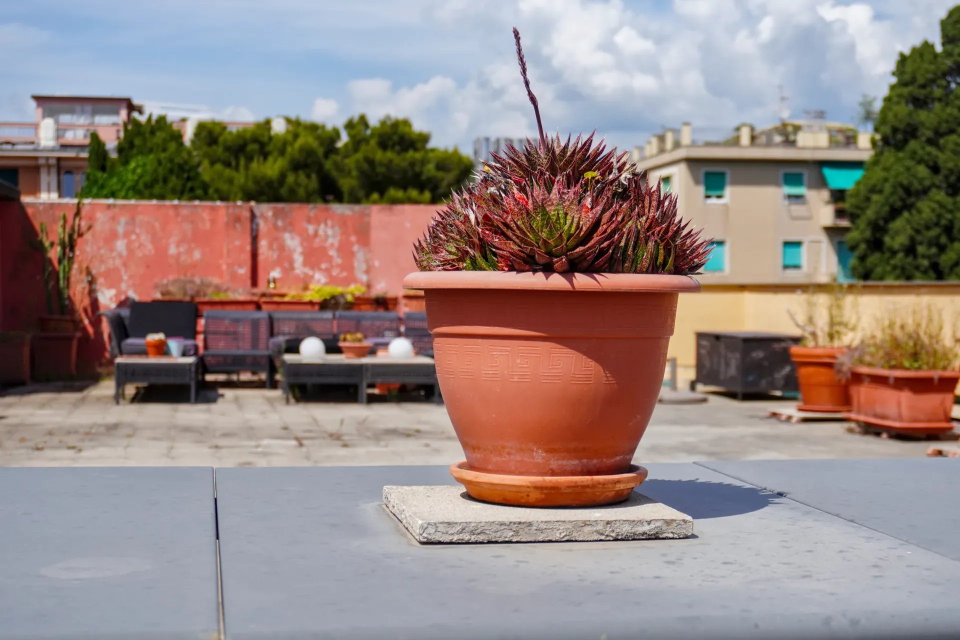 A terracotta pot containing a spiky, red and green succulent sits on a grey table on a Genoese rooftop. Typical Italian residential buildings, trees, and a terrace with garden furniture are visible in the background.