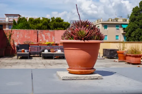 Un vaso di terracotta contenente una succulenta spinosa, rossa e verde, poggia su un tavolo grigio su un tetto genovese. Tipici edifici residenziali italiani, alberi e una terrazza con mobili da giardino sono visibili sullo sfondo.